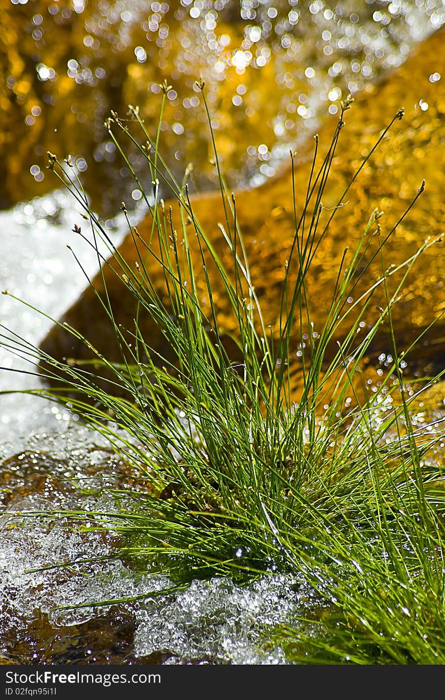 Droplets splashing over  small green plant by the riverside, with brown rocks in the background. Droplets splashing over  small green plant by the riverside, with brown rocks in the background