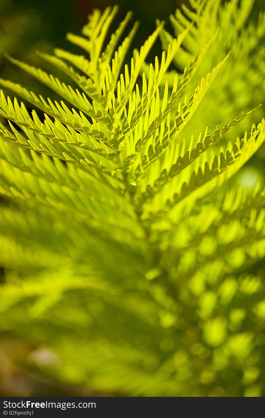 Macro type shot of a green fern growing in the wild. Macro type shot of a green fern growing in the wild