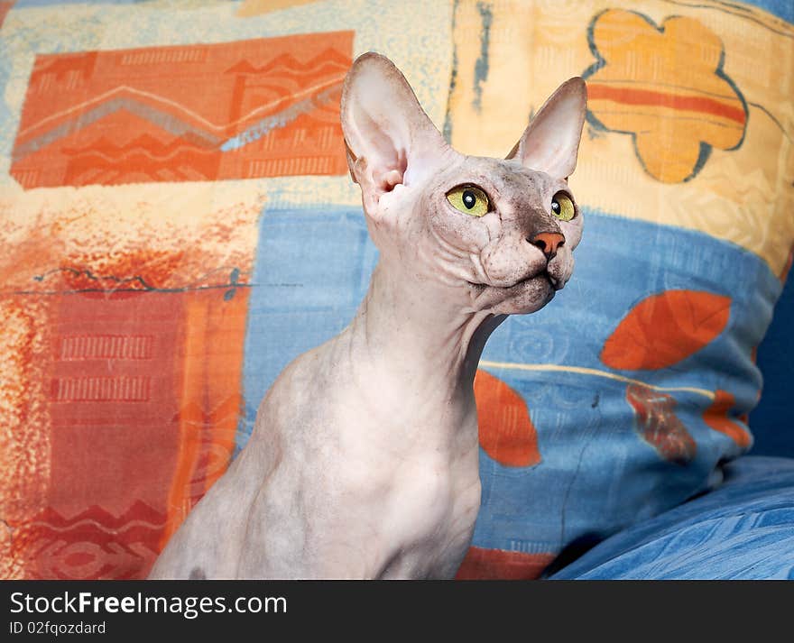 Portrait of a cat on an abstract background, green eyes