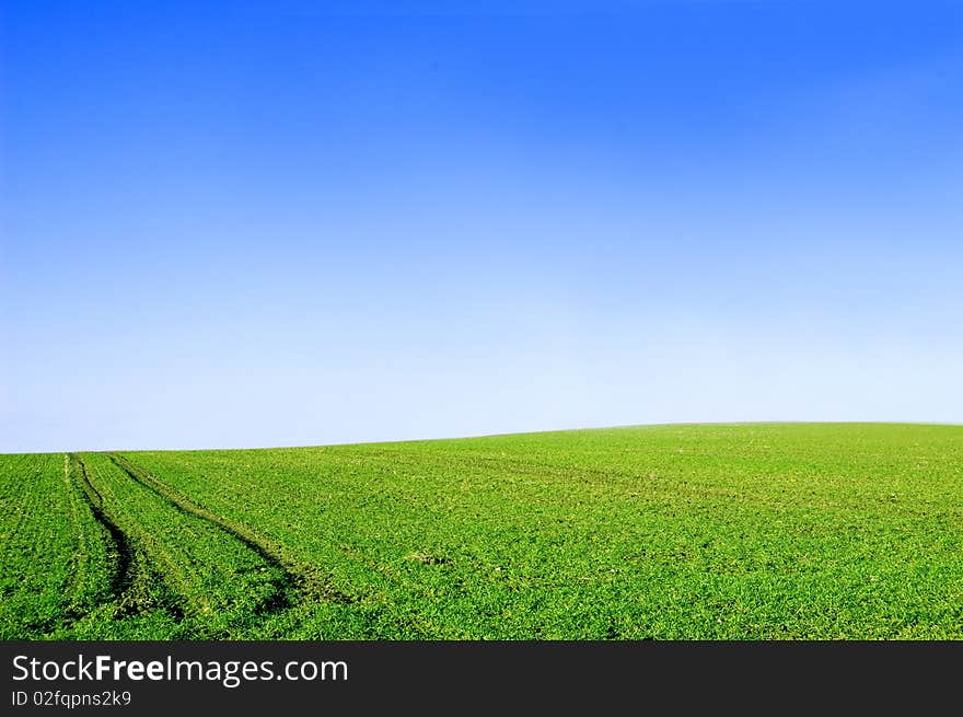 Green field and blue sky conceptual image. Picture of green field and sky in summer.