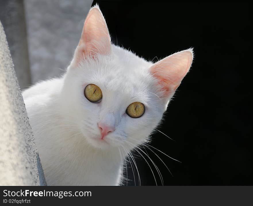 Domestic Cat Tiger Stripe Yellow Eyes