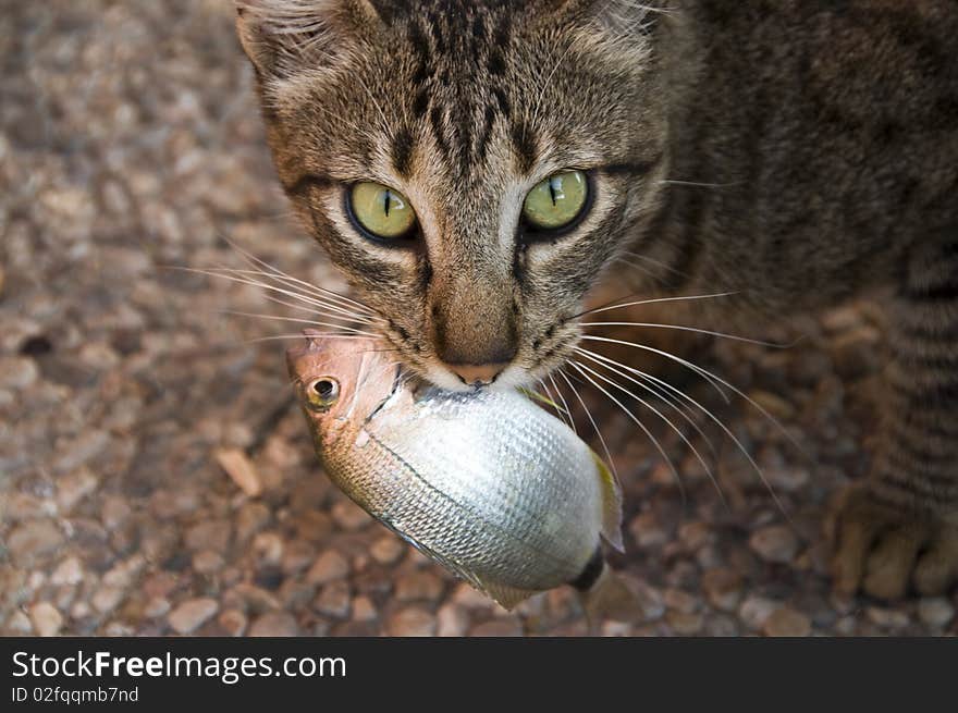 Domestic Cat Tiger Stripe Yellow Eyes. Domestic Cat Tiger Stripe Yellow Eyes