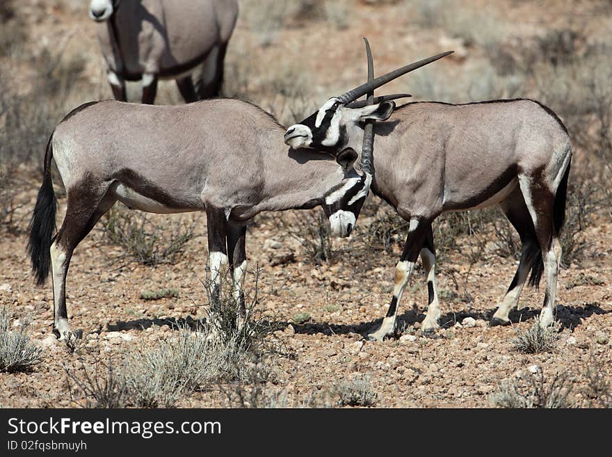 Gemsbok oryx antelope, Kgalagadi Transfrontier Park, South Africa. Gemsbok oryx antelope, Kgalagadi Transfrontier Park, South Africa