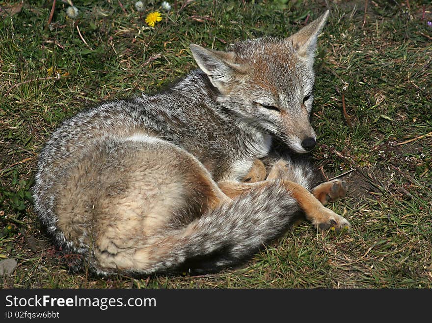 Patagonian fox (Lycalopex griseus) aka South American grey fox or chilla, Torres del Paine NP, Patagonia, Chile. Patagonian fox (Lycalopex griseus) aka South American grey fox or chilla, Torres del Paine NP, Patagonia, Chile