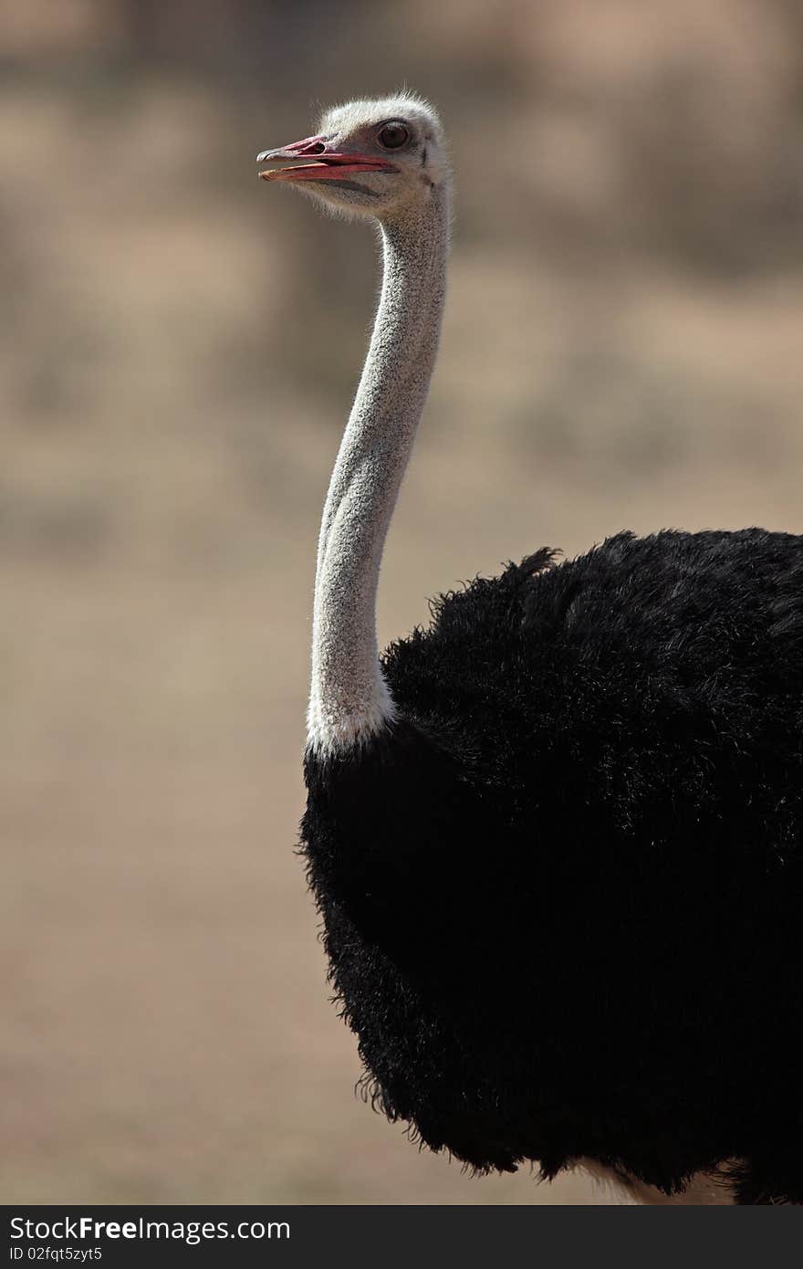 Ostrich male of the Kalahari desert, South Afrca