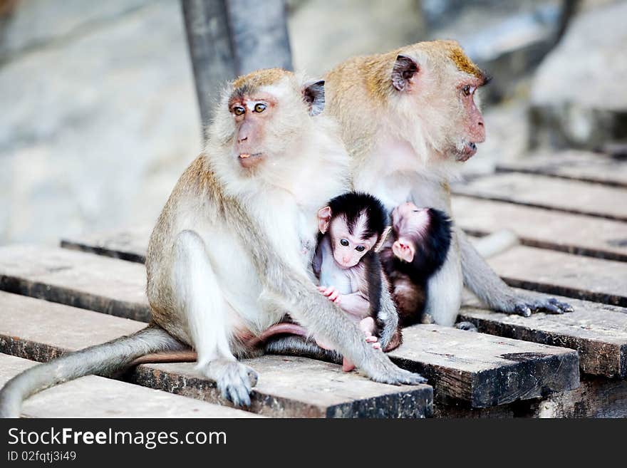 Two mother monkeys with two baby monkeys. Two mother monkeys with two baby monkeys