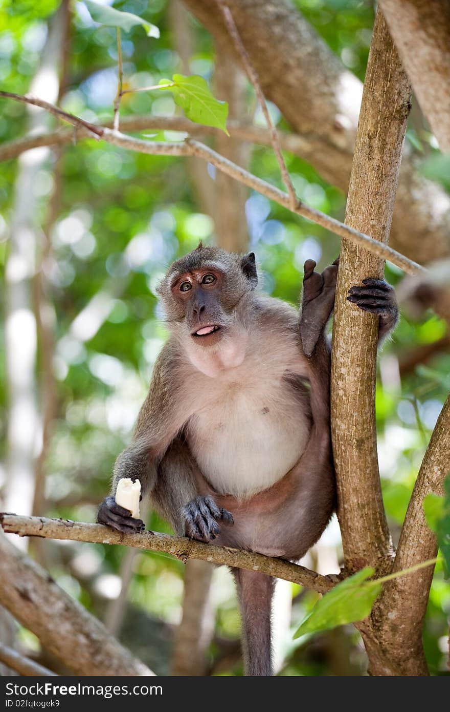 Cute monkey sitting on the brench in the forest