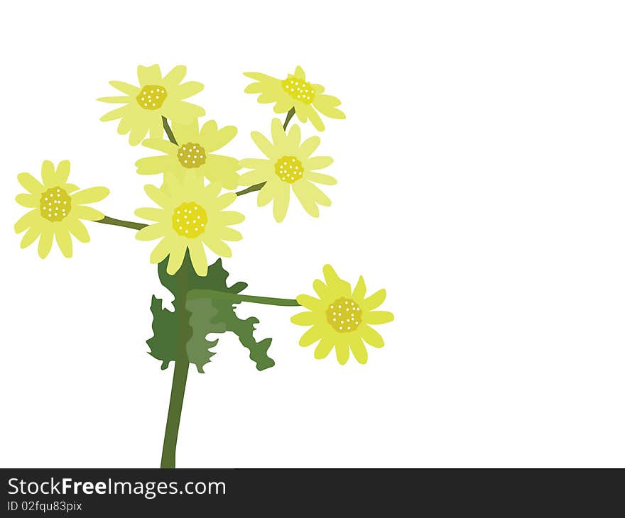 Bouquet of yellow beautiful chamomiles. Bouquet of yellow beautiful chamomiles