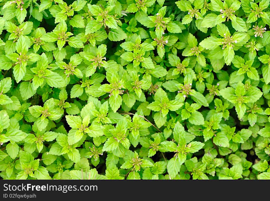 Green grass background in spring.