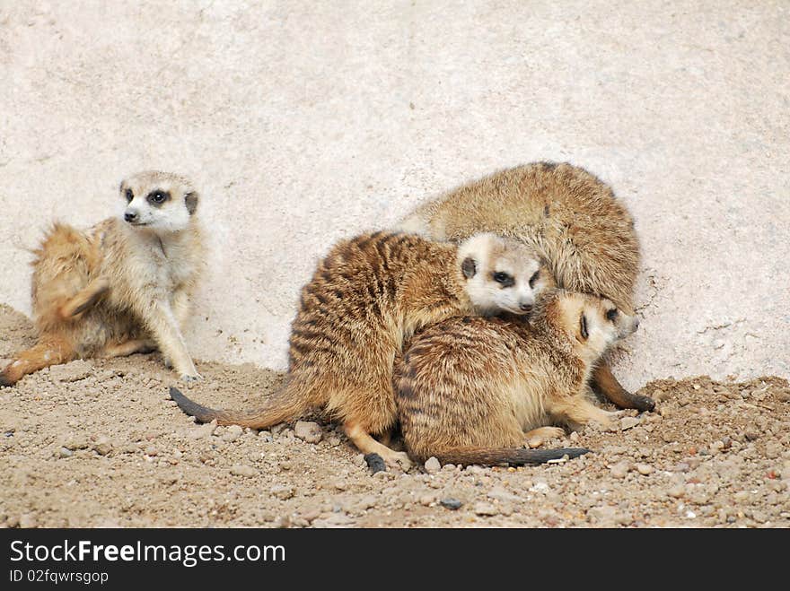 Group of meerkats resting at the desert. Group of meerkats resting at the desert