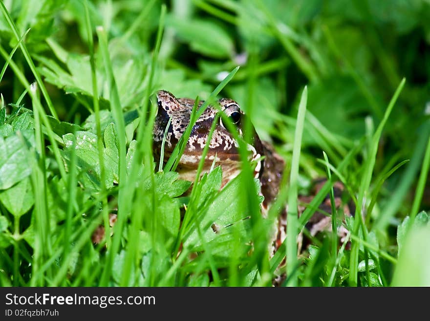 Frog In Grass