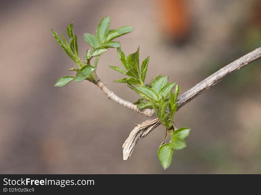 First spring leafs