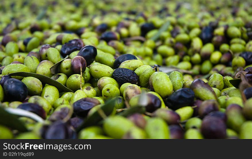 Olives Picking