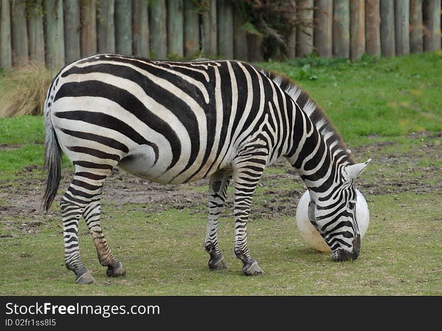 Zebra eating