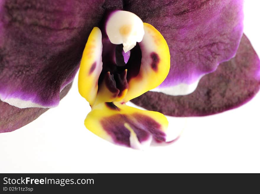 Purple orchid