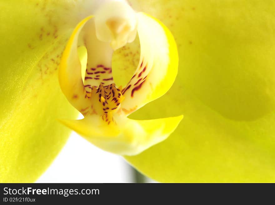 Yellow Orchid Closeup