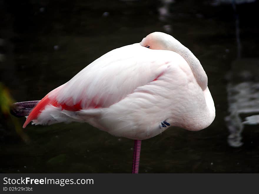 Flamingo