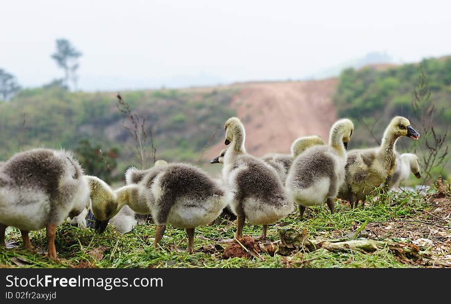 Baby goose and green grass.