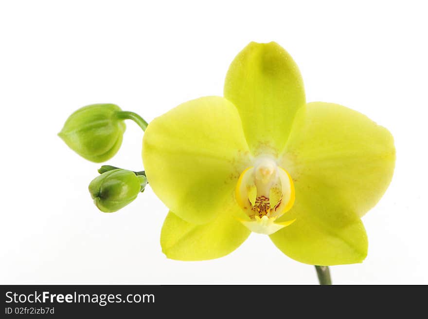 Yellow orchid with two buds