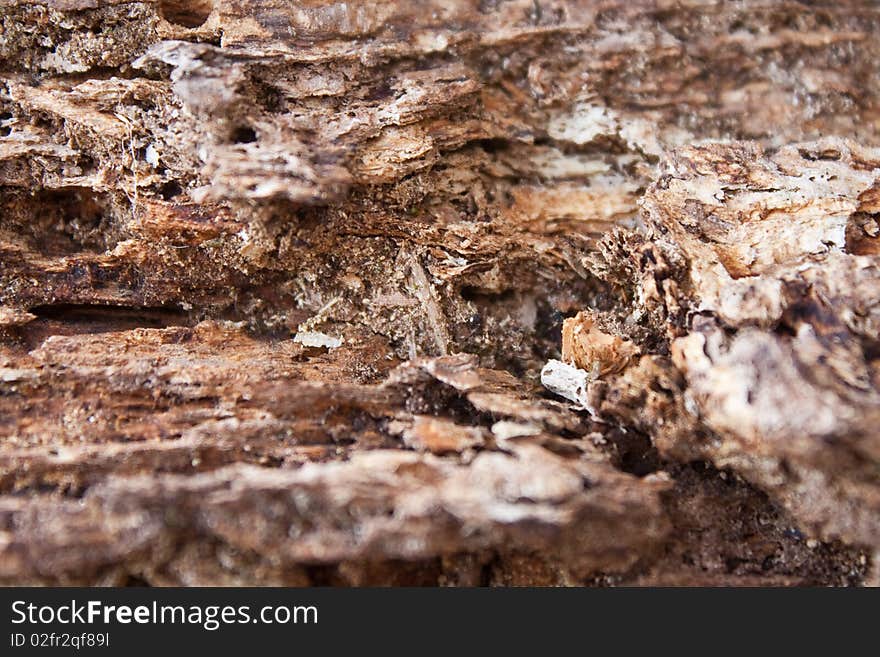 Structure of an old mouldering wooden stub