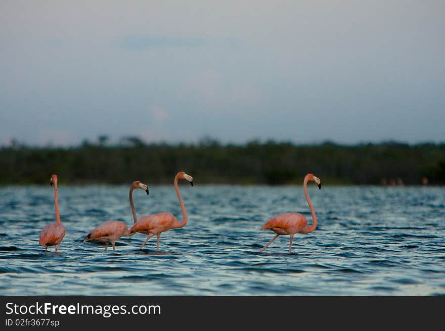 Flamingo