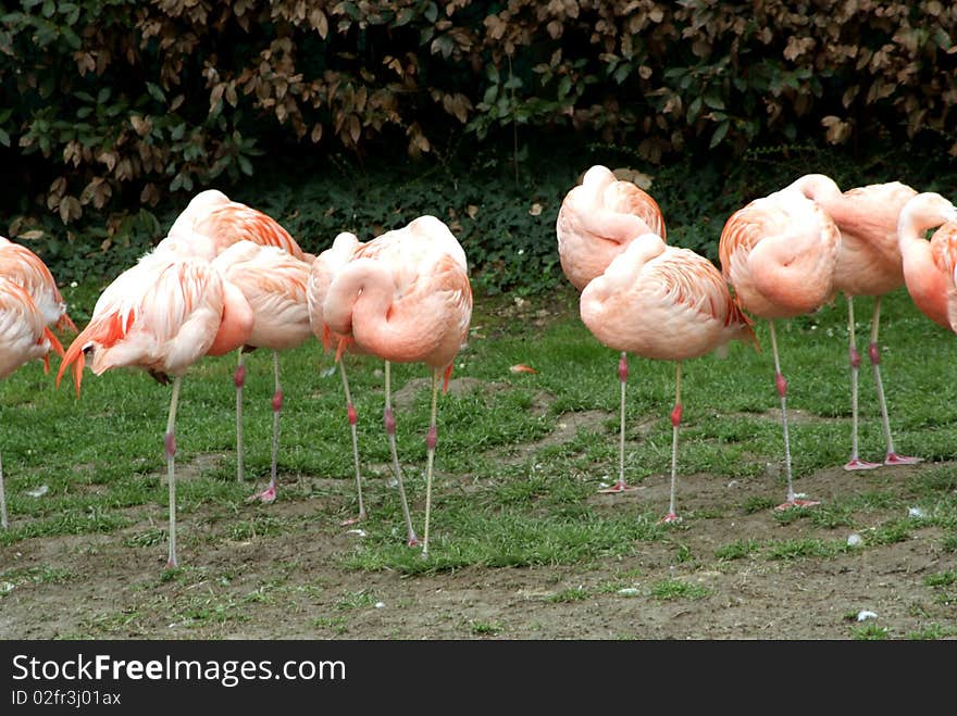 Flamingos