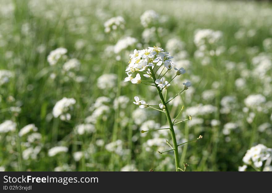 A field of white flowers