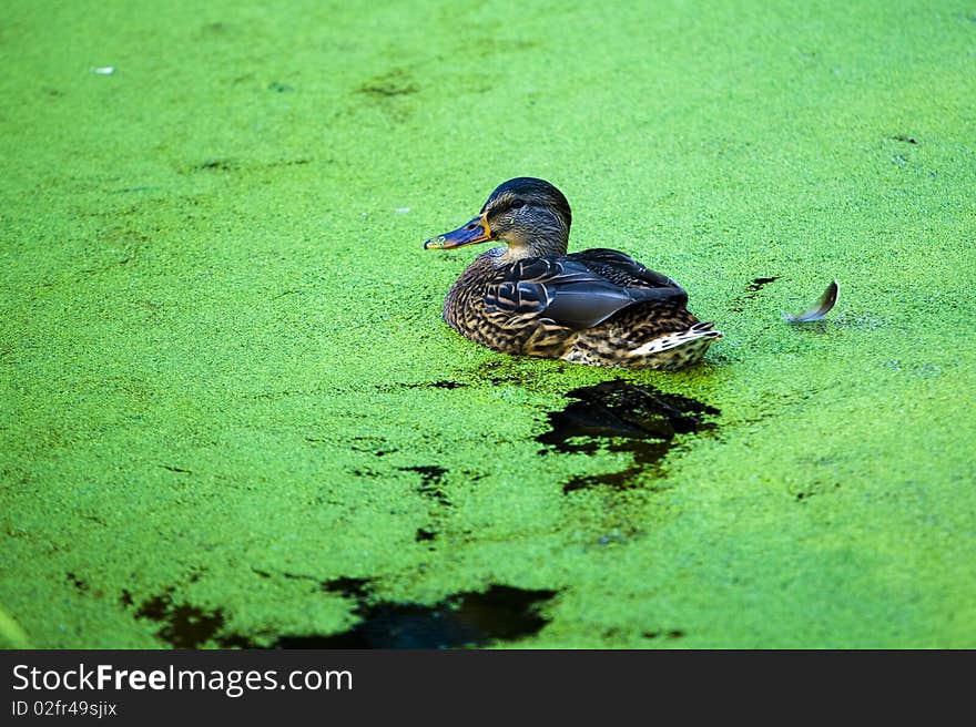 Duck In Pond