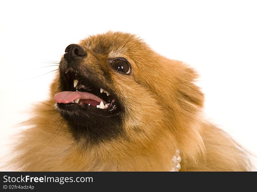 Smiling orange pomeranian spitz dog