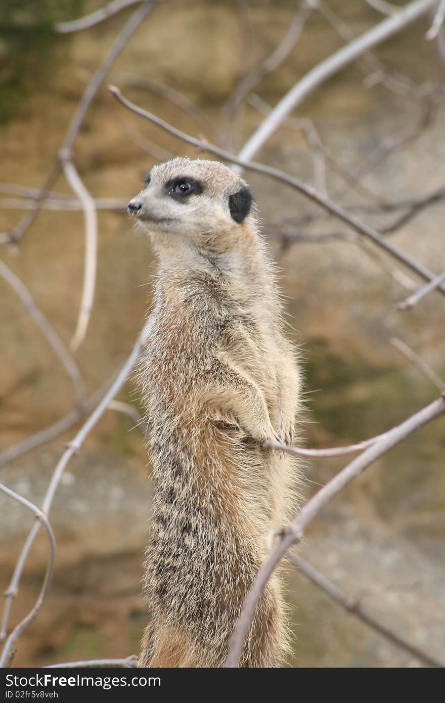 Meerkat