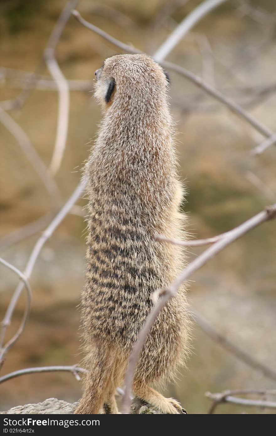 Meerkat