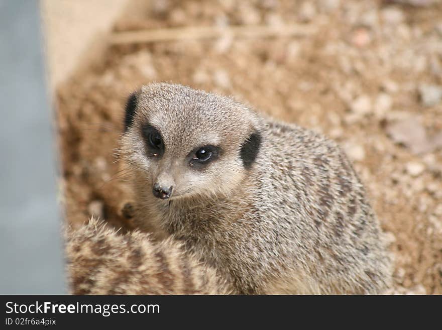 Baby Meerkat