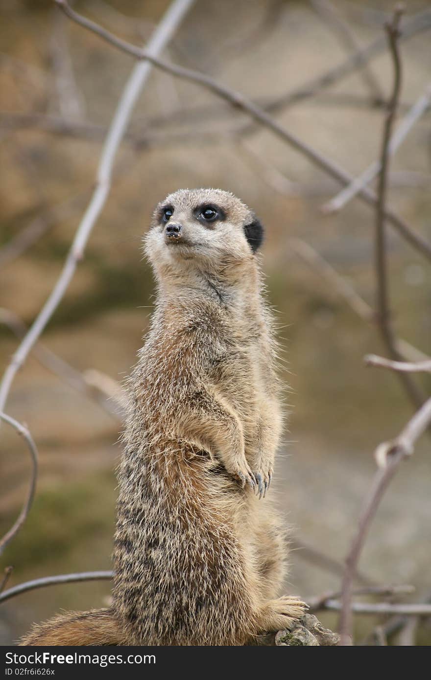 Meerkat