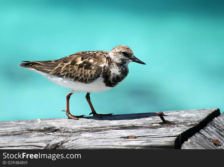 Small Bird Waiting For Food