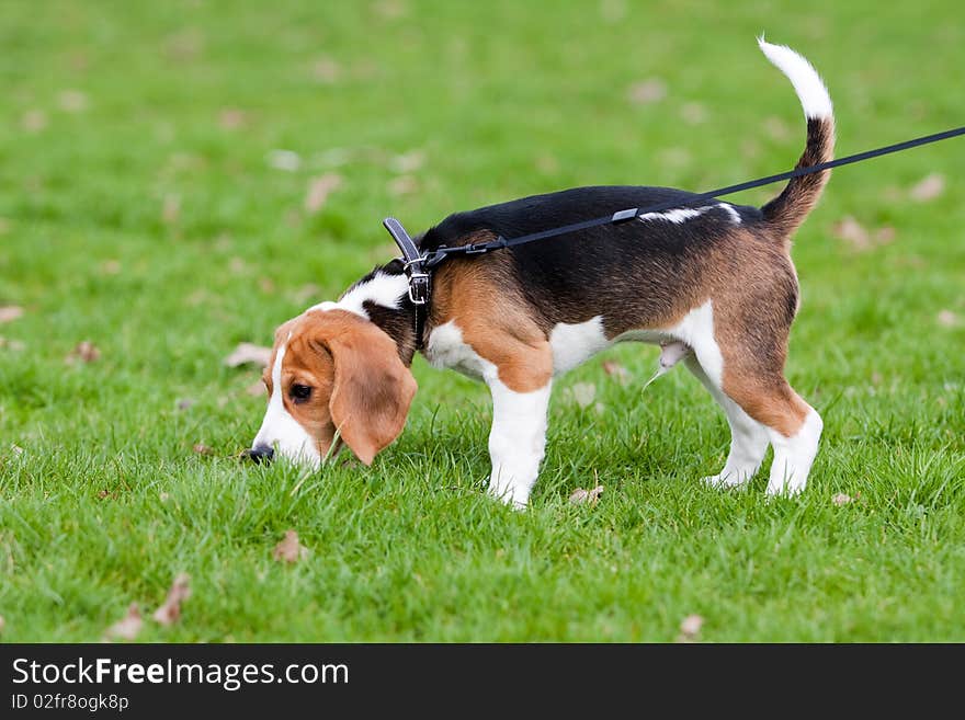 Beagle on green grass