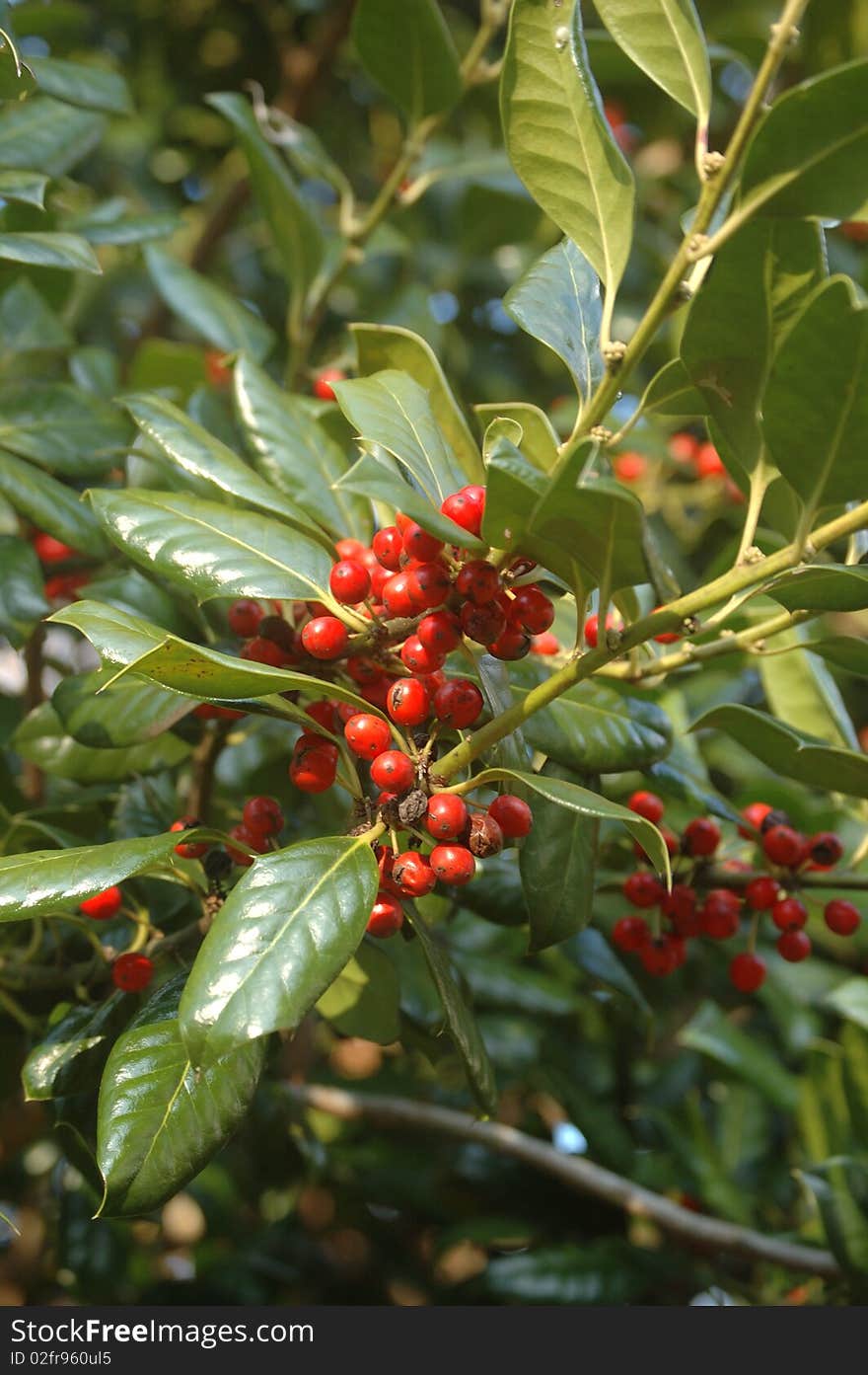 A holly bush produces red berries. great contrast of red berries and shiny green leaves.