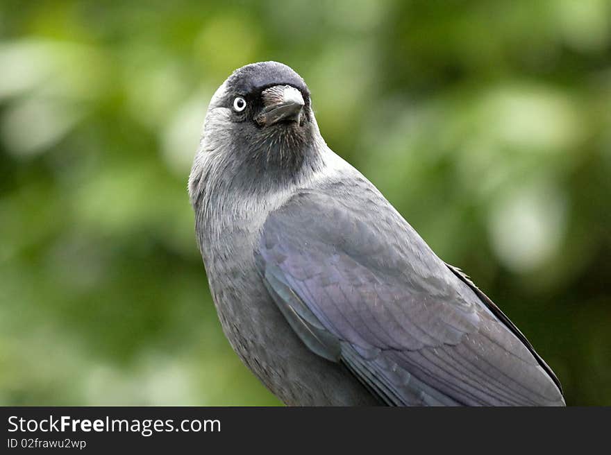 Close-up of very beautiful black bird. Close-up of very beautiful black bird