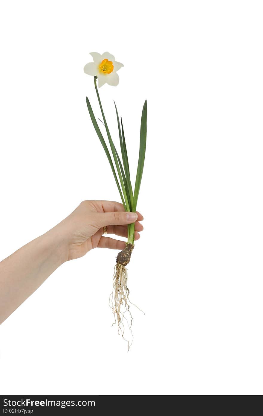 Hand holding narcissus with roots