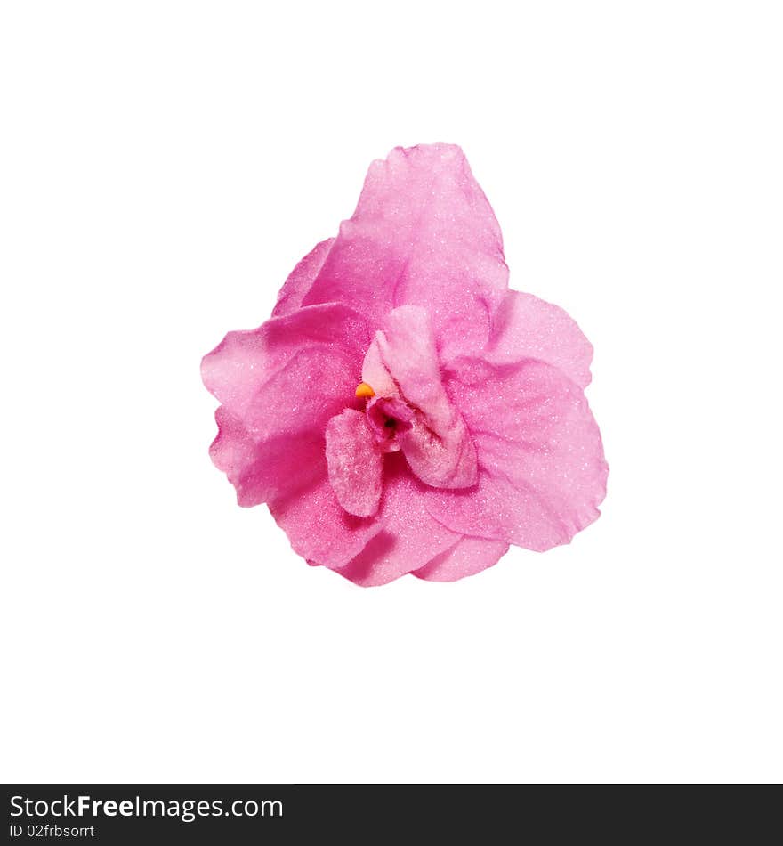 Single pink flower isolated on white background. Single pink flower isolated on white background