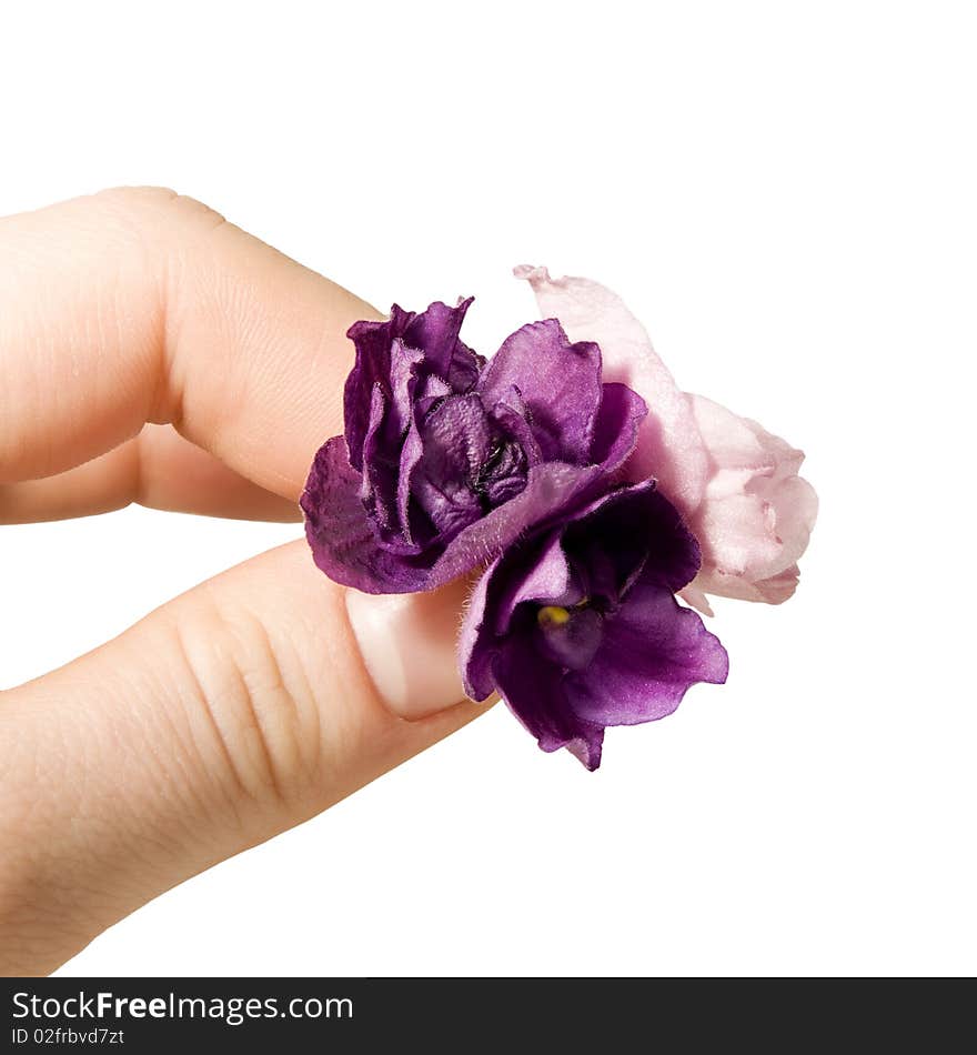 Three violets in a hand