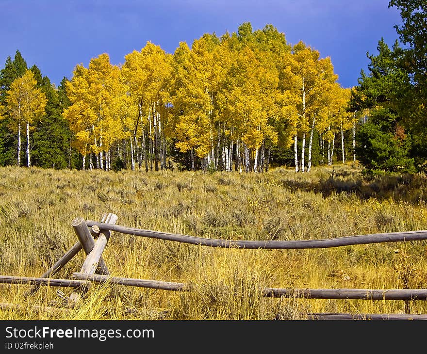 Yellow aspens in Fall with jakeleg fence in foreground