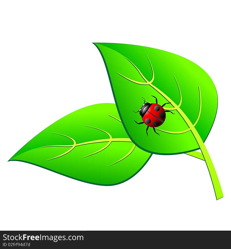 A ladybird on a green leaf