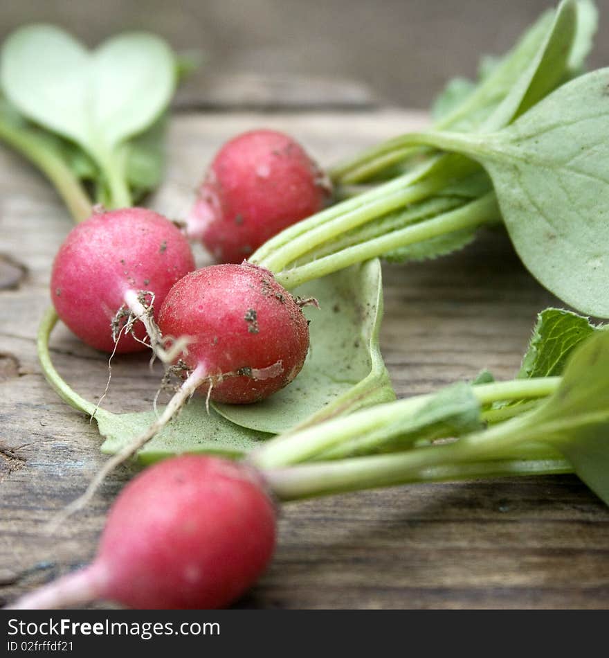 Young radish