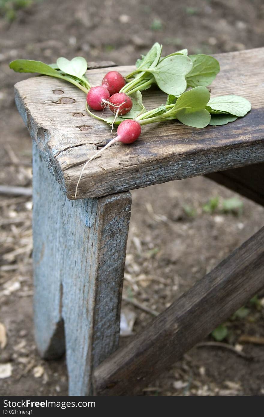 Young radish