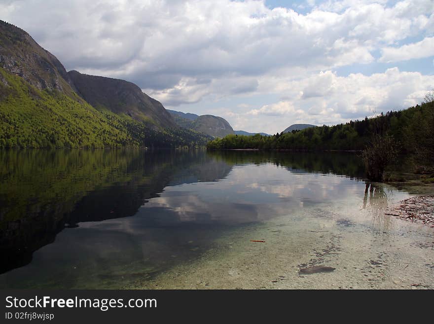 Lake Bohinj, Slovenia with old bush reflection in front. Lake Bohinj, Slovenia with old bush reflection in front