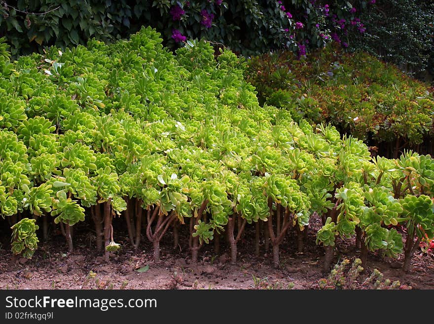 Aeonium glutinosum has fairly thick leaves and its appearance varies depending on its growing conditions. One characteristic is the very sticky stem of the inflorescence.