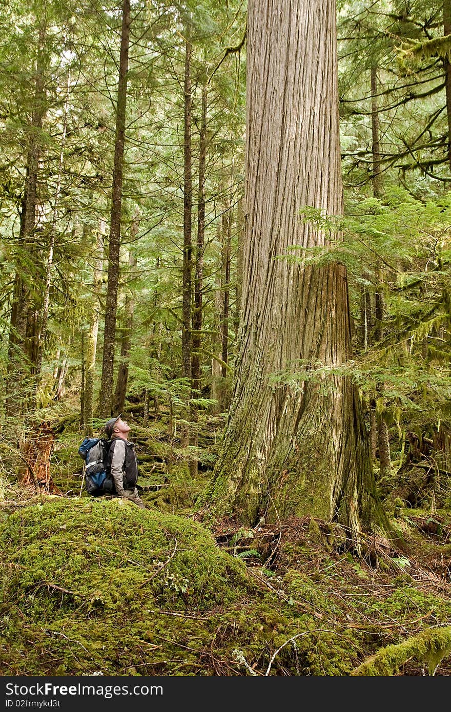 A hiker looks up at a mature Western Cedar Tree. A hiker looks up at a mature Western Cedar Tree