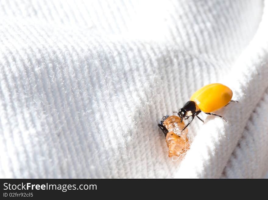 Birth of a ladybird on a white tissu background. Birth of a ladybird on a white tissu background