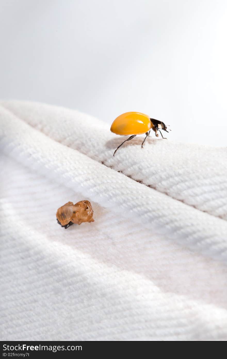 Newborn Ladybird