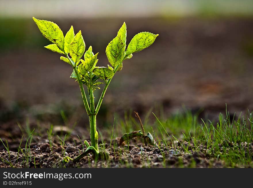 Young flower in a field